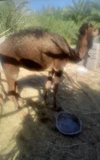 شتر نر