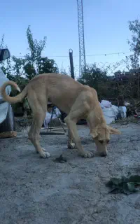 توله پژدر