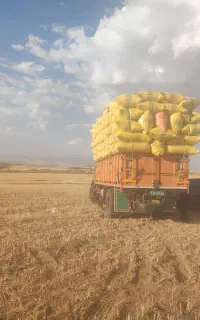 کاه گندم