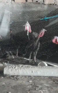 بقلمون ماده