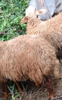 دو عدد گوسفند ماده بره ماده