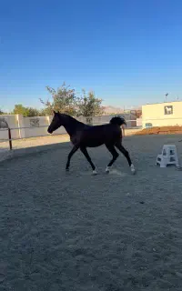 اسب کرد  چهار به پنج. سال