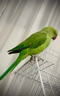 طوطی ملنگو ماده