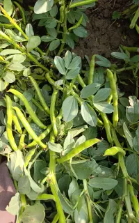 باقالا زودرس