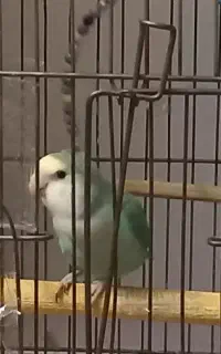 طوطی برزیلی بالغ و بازیگوش