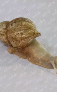 حلزون