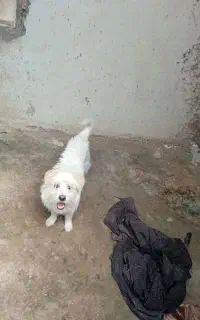 سگ‌پامر‌نر