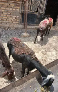 ۵دانه میش جوان کاور تقلی