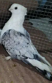 کبوتر بلژیکی
