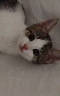 بچه گربه