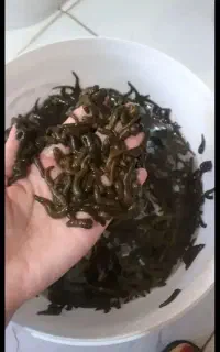 فروش زالو طبی