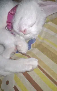 گربه