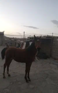 کره اسب عرب یک ساله