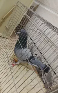 کبوتر