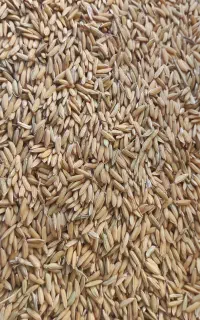 تیم بینج بذر طارم هاشمی وامرالهی