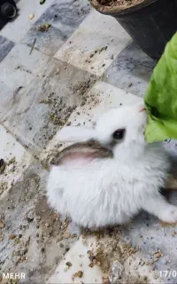 بچه خرگوش