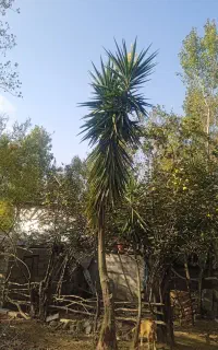 گل یوکا بزرگ