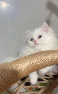 بچه گربه پرشین اصیل ۳ ماهه