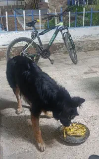 سگ ژرمن