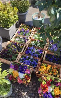 کلیه کارهایه باغبانی سم پاشی هرس گل کاری تیلرزن