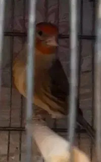 سهره قناری