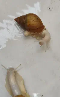 حلزون
