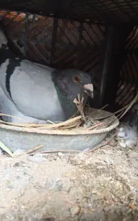 کبوتر گمشده سبز دوخط نر