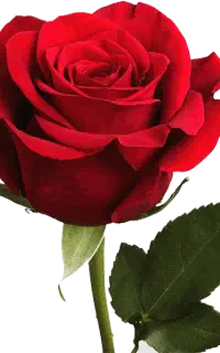 مداح ومداحی مراسمات