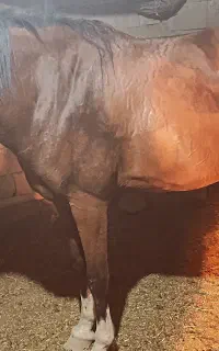 فروش مادیون شجره حمدانی عرب چهار قلم و خال تو پا