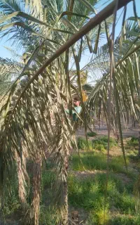 باغبانی