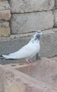 کبوتر