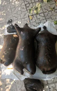 هیزه ۳ منی