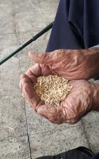جو شش پر و دو پر