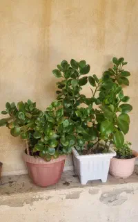 گل های آپارتمانی