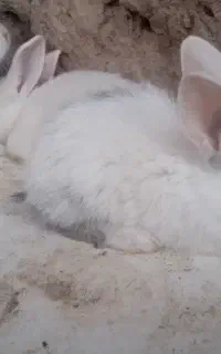 جوجه خرگوش