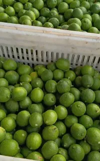 لیموترش اعلا
