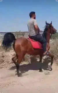 مادیان کرد بسیار پر خون