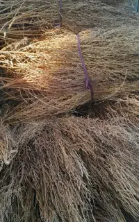 جارو سنتی