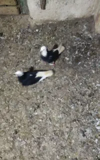 کبوتر