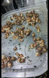 واگذاری  تعدادی جوجه حلزون