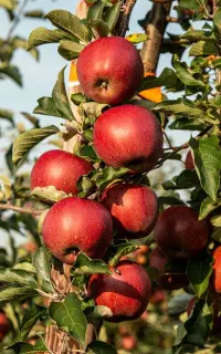 جایگزین تضمینی اوره وکودهای شیمیایی