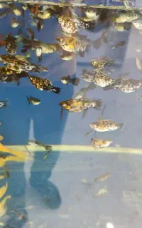 ماهی گوپی ومولی