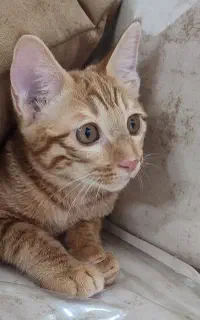 واگذاری گربه شیطون و بامزه