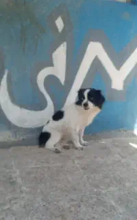 سگ خارجی