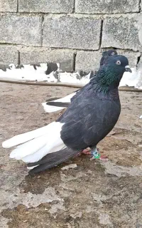 زاغ دم سفید
