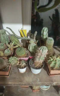 فروش 43عدد گل و کاکتوس