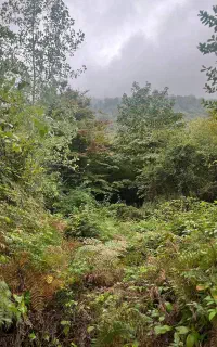 تور