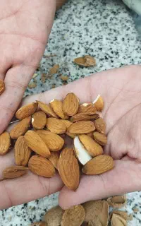 بادام شاهرودی