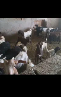 بزو بزغاله