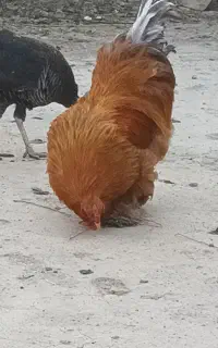 خروس برهما